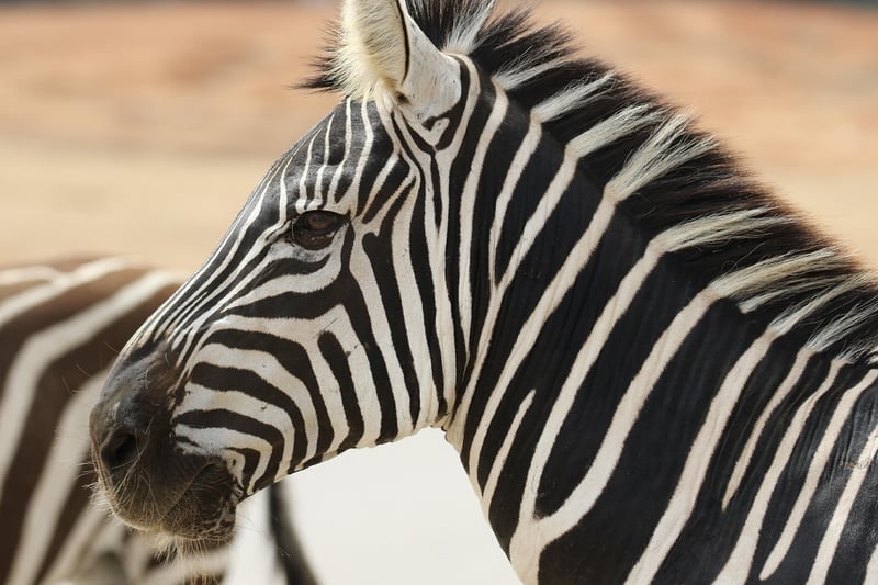 Safari Wildlife Tours